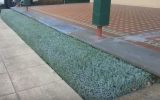 best ground cover