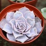 best potting soil for succulents