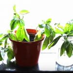 easy indoor plants