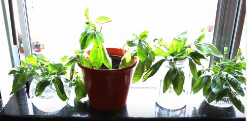 easy indoor plants