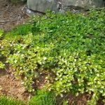 fast growing ground cover plants