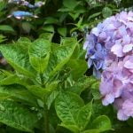 flowering plants for outdoors