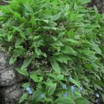 perennial ground cover