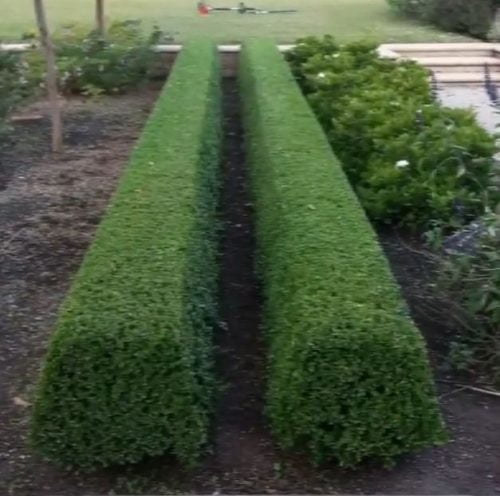 plants for hedges