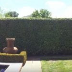 privacy hedges
