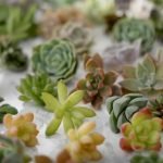 succulent plants for sale