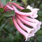 winter flowering plants for nc