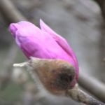 winter flowering plants for pennsylvania