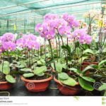 growing orchids