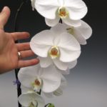 how to care for an orchid plant
