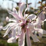 magnolia tree for sale