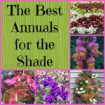 plants for shady areas