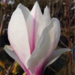 tulip magnolia
