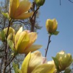 yellow magnolia tree