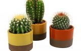 at-home-cactus