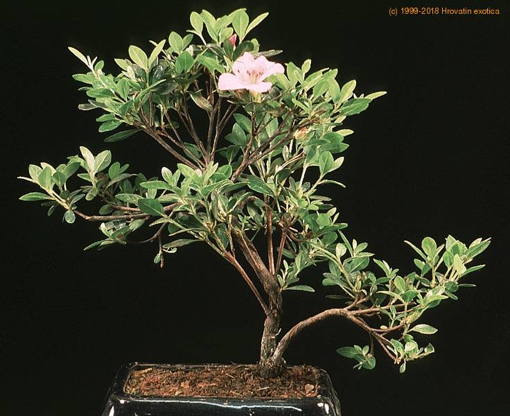 azalea plant care indoors