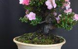 bonsai-rhododendron