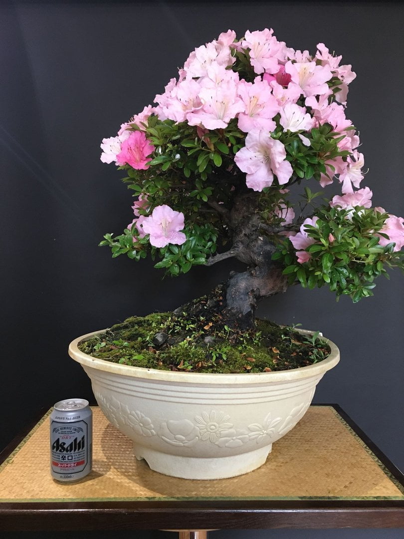 bonsai rhododendron