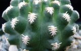 cactus-like-plants
