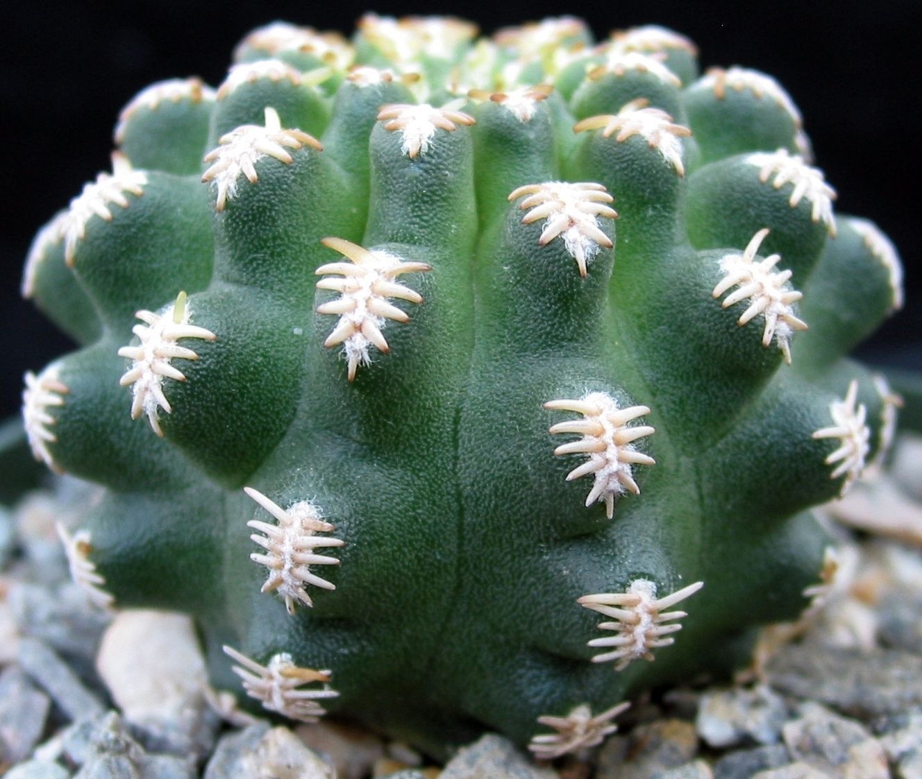cactus like plants