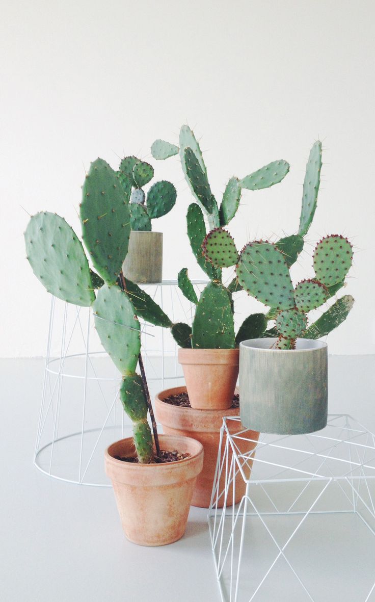 cactus mini plants