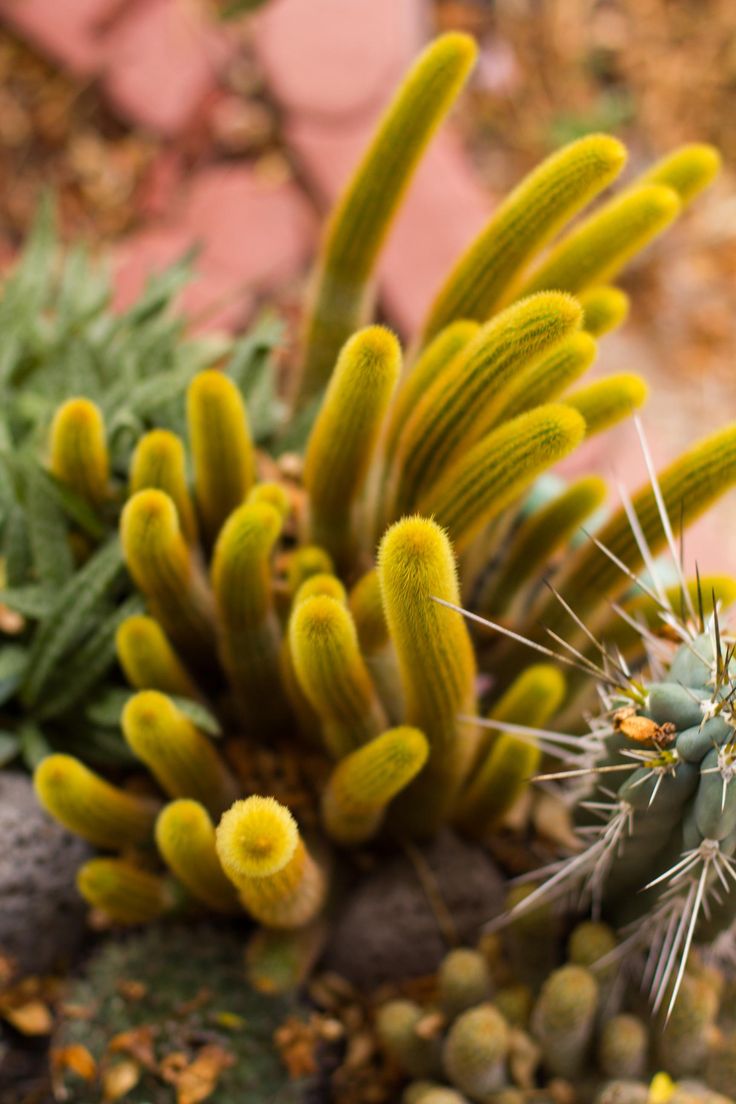 cactus succulents
