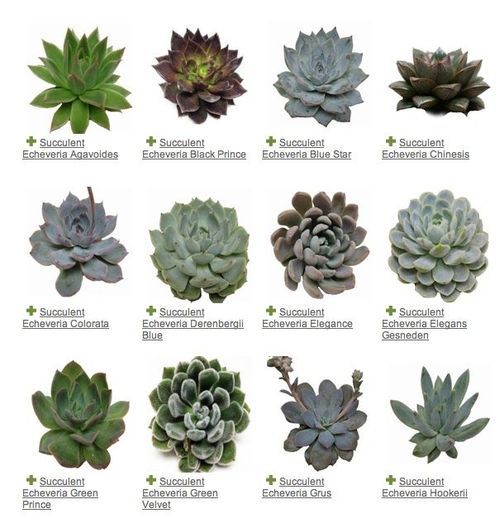 caring for succulents indoors