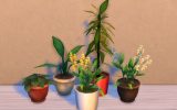 exsotic-plants