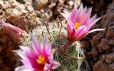 flower-cactus