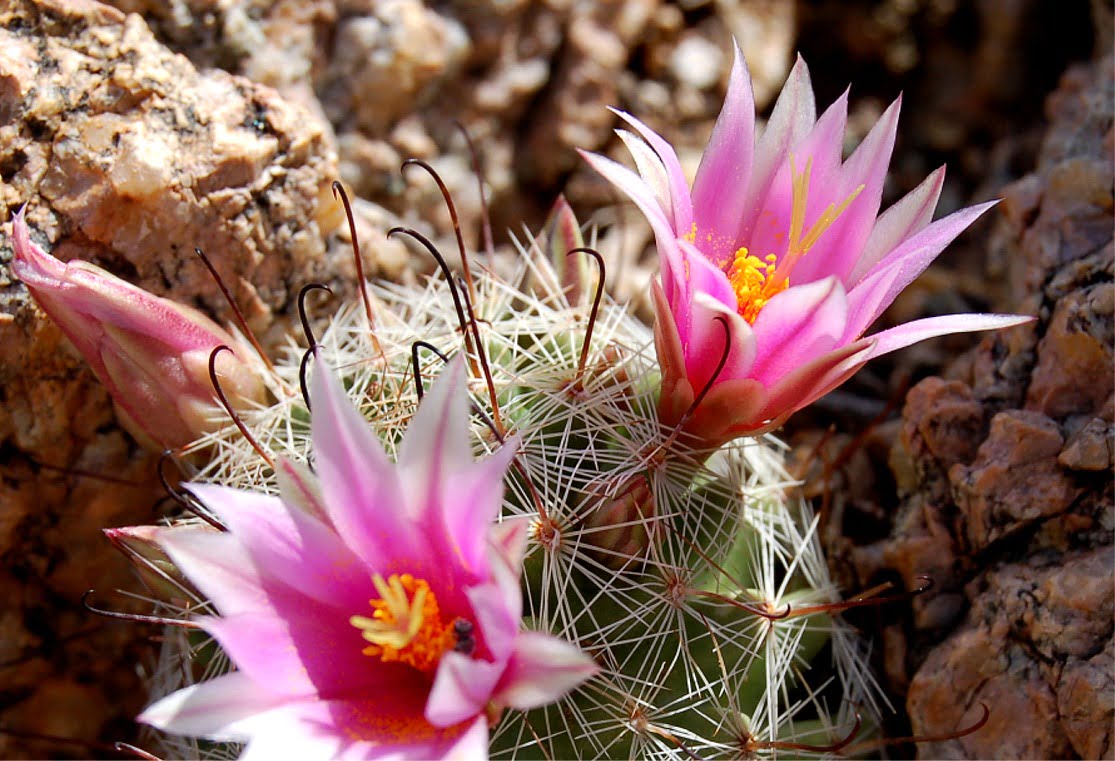 flower cactus