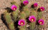 flowering-cactus