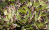 flowering-succulents-images