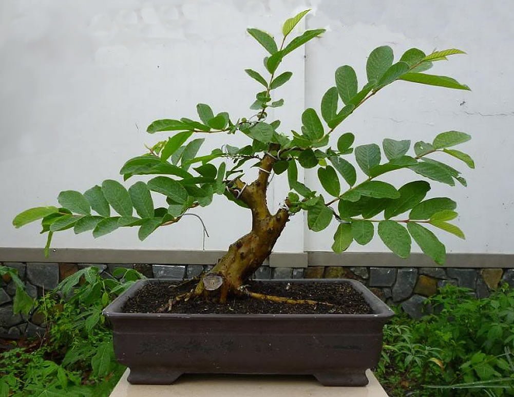 fruiting bonsai
