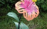 hibiscus-bisexual-flower