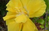 hibiscus-leaves-yellow
