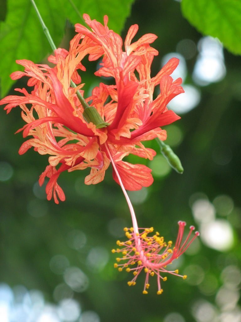 hibiscus plant images