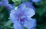hibiscus-plant-information