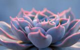 how-to-make-succulents-grow-fast