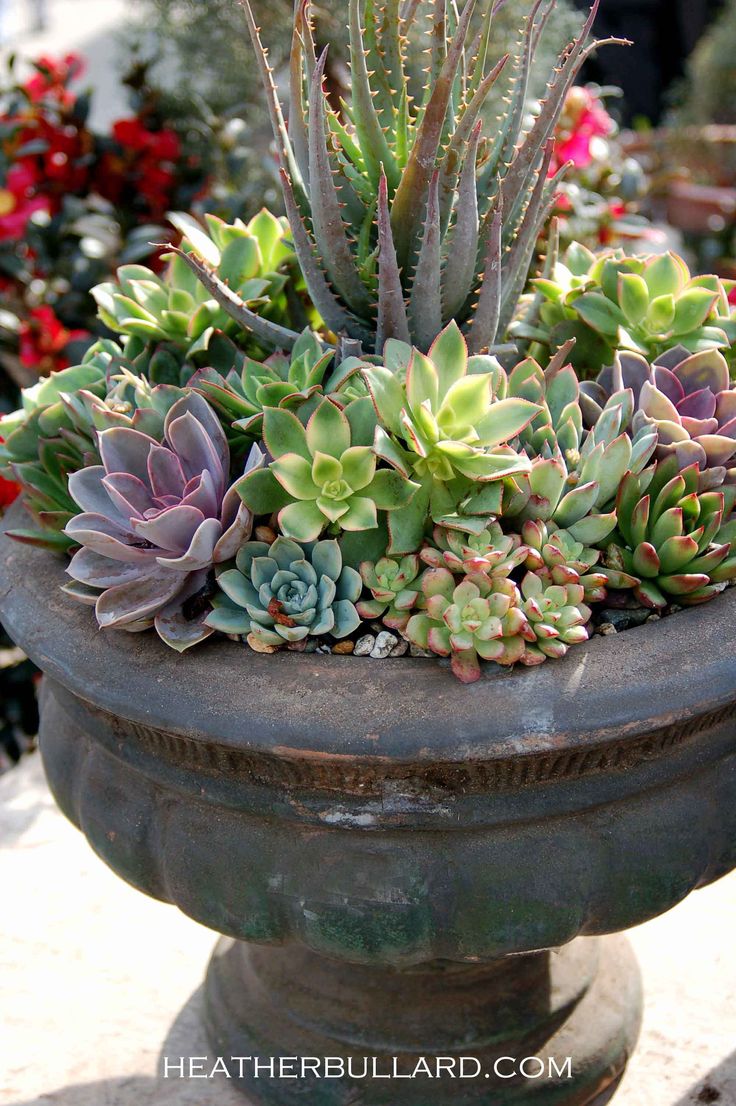 how to plant succulents in pots
