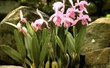 how-to-take-care-of-an-orchid