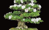 indoor-azalea-bonsai