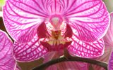 indoor-orchid-care-for-beginners