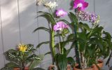 indoor-orchid-garden