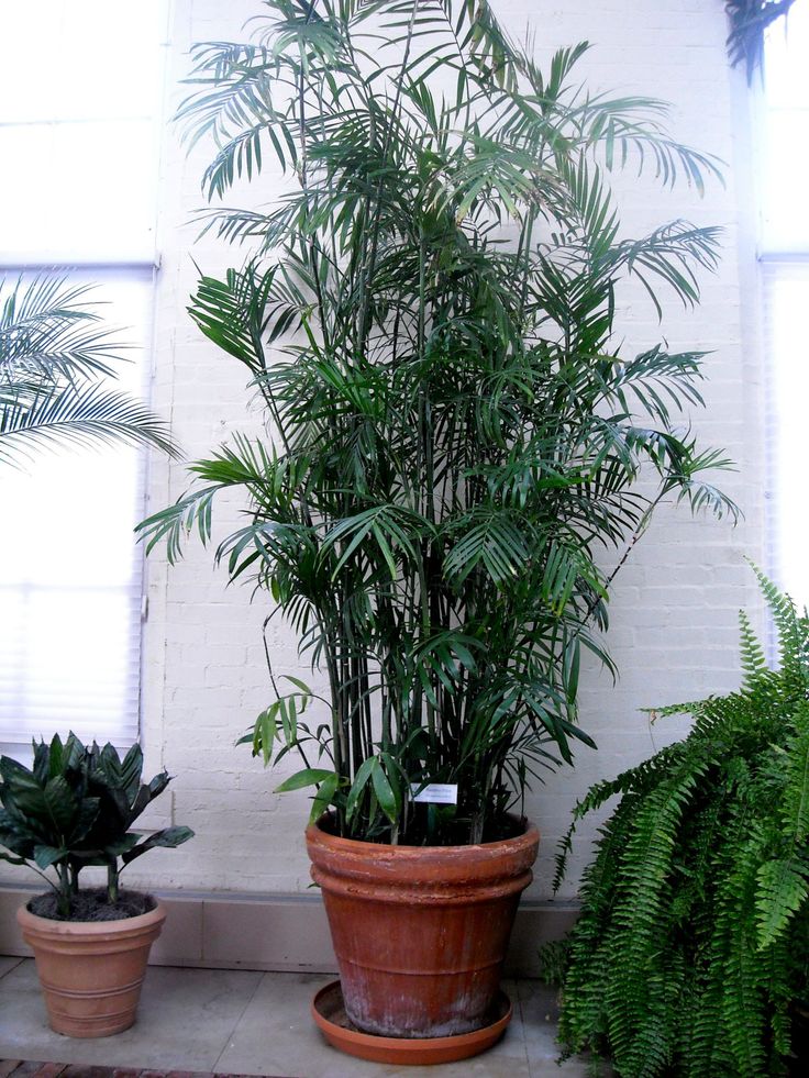 indoor plants to clean air