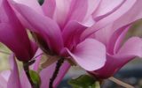 jane-magnolia-tree-for-sale