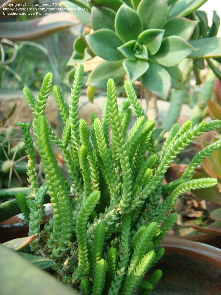 kinds of succulent