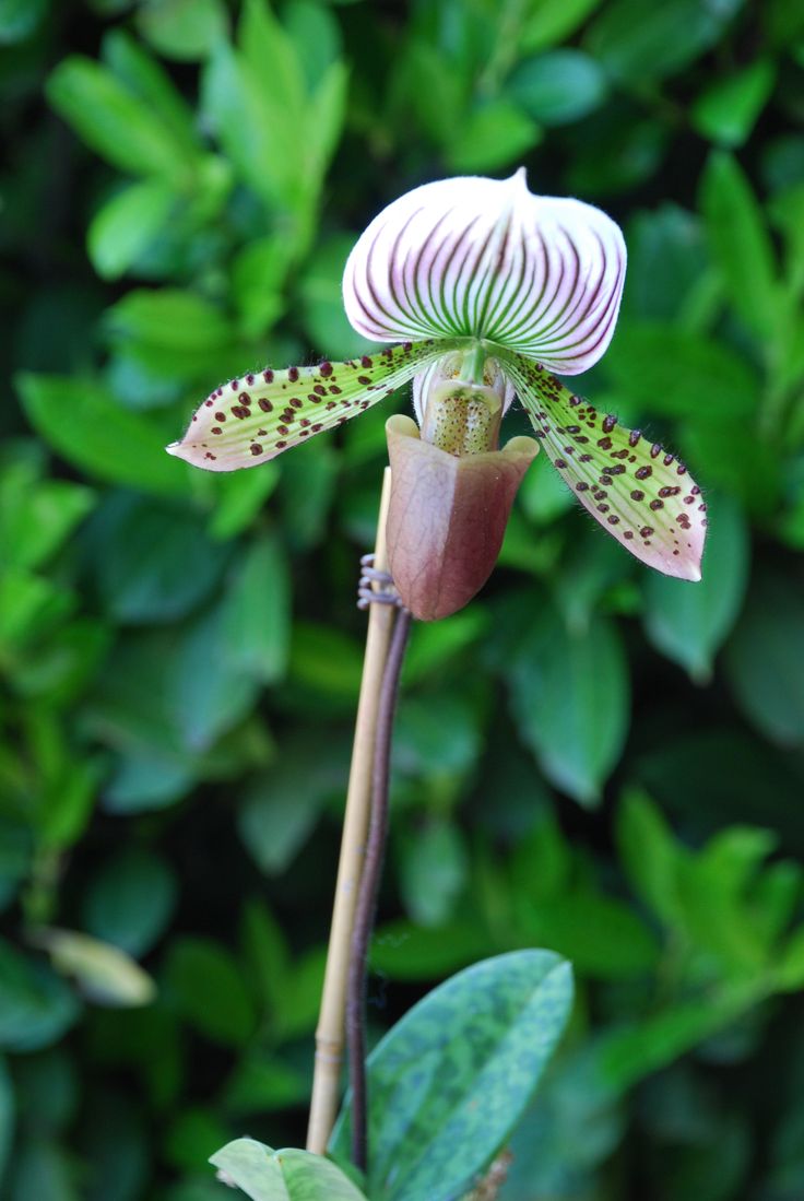 lady slipper orchid flower
