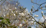 magnolia-cuttings