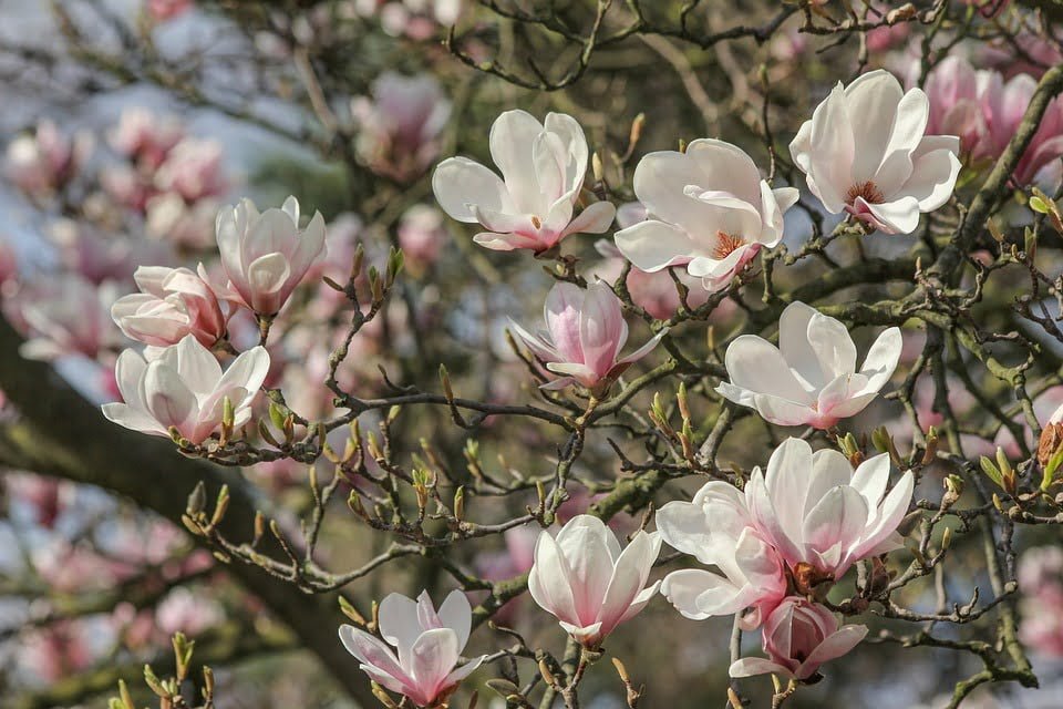 magnolia tree flowers pictures