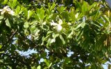 magnolia-trees